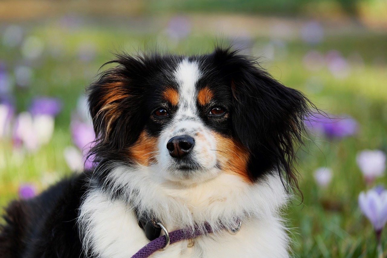 australian-shepherd-3237735_1280