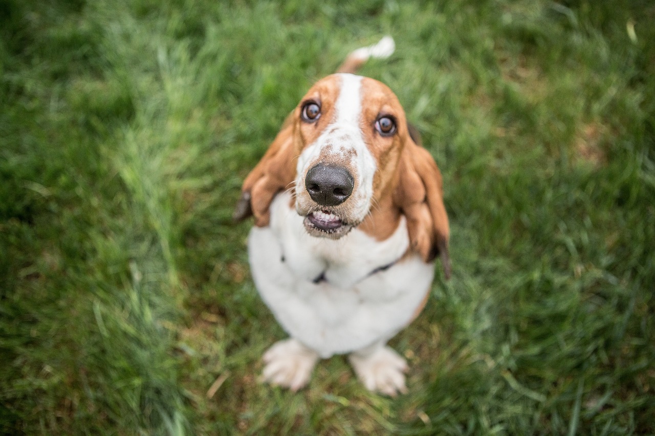 basset-hound-3858170_1280