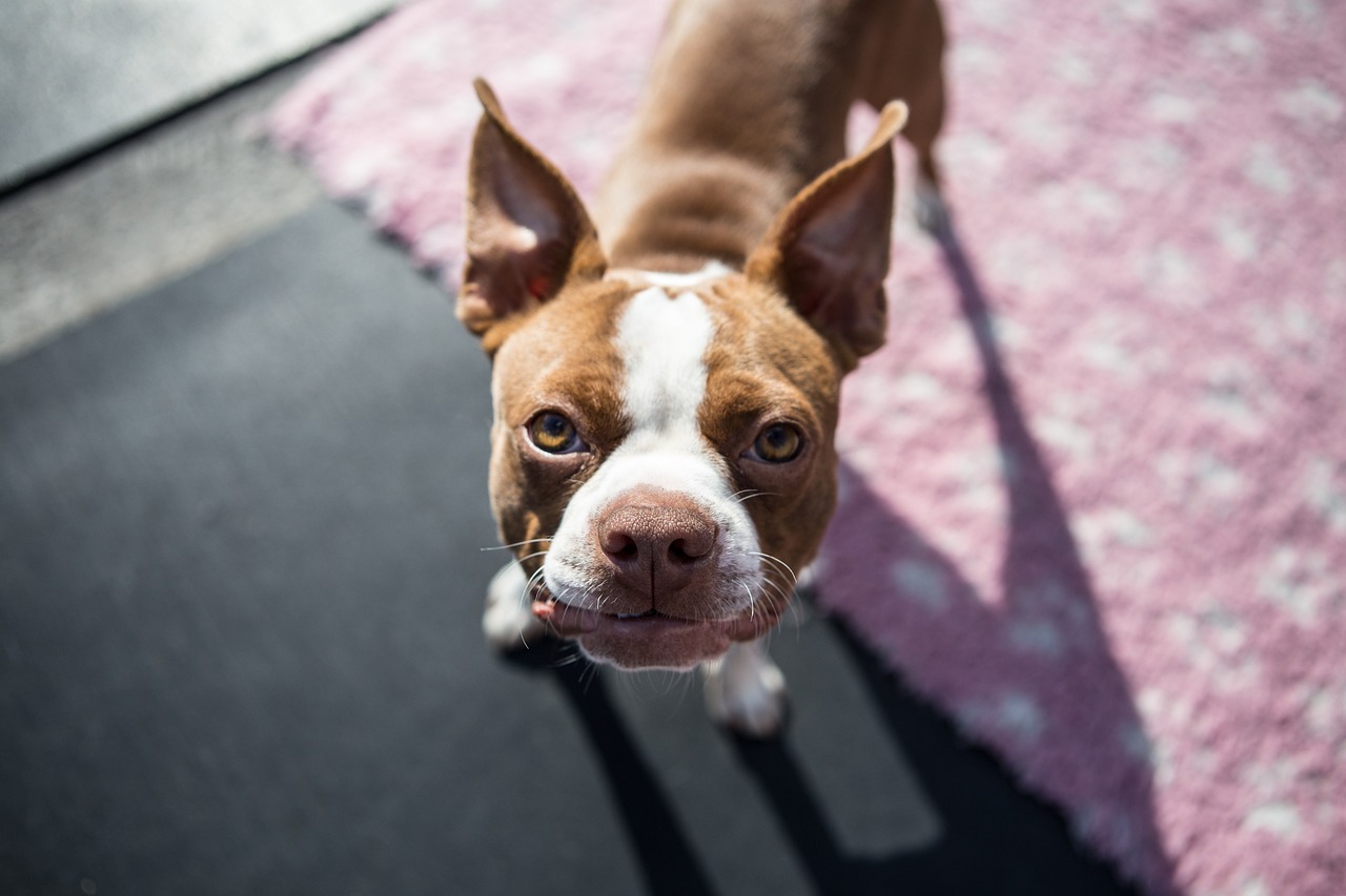 boston-terrier-pup-1752894_1280