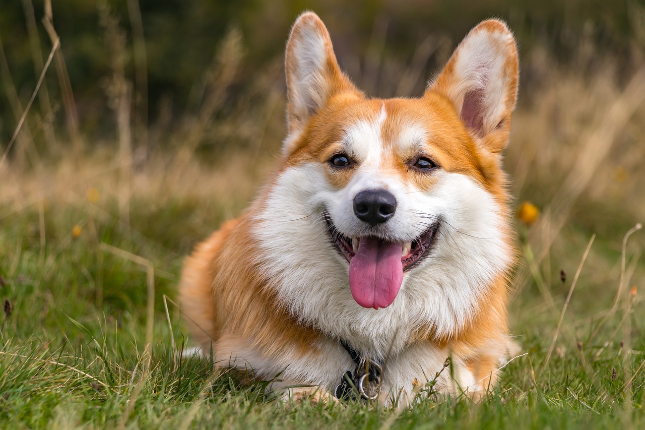 corgi-6705821_1280