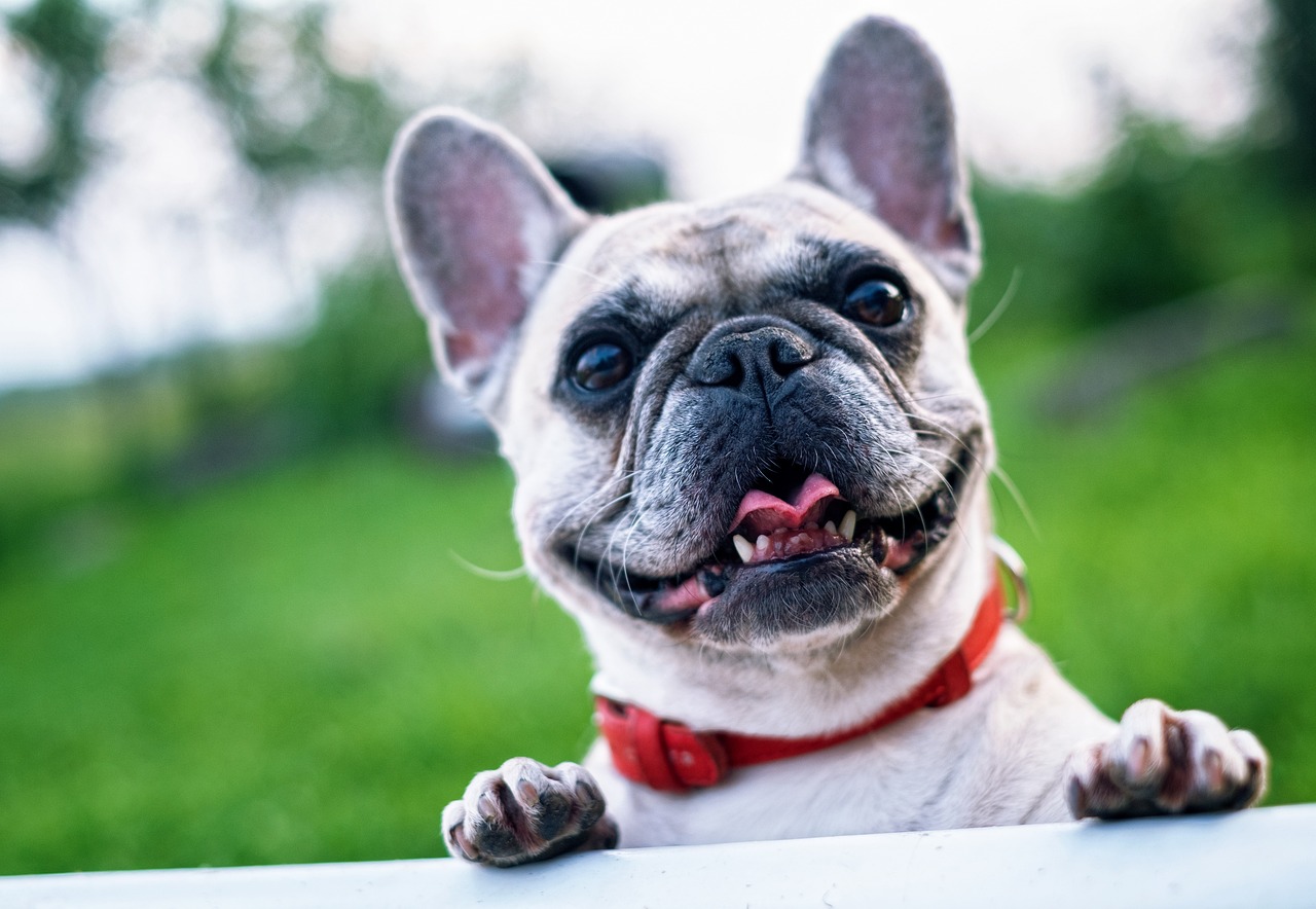 french-bulldog-1482630_1280