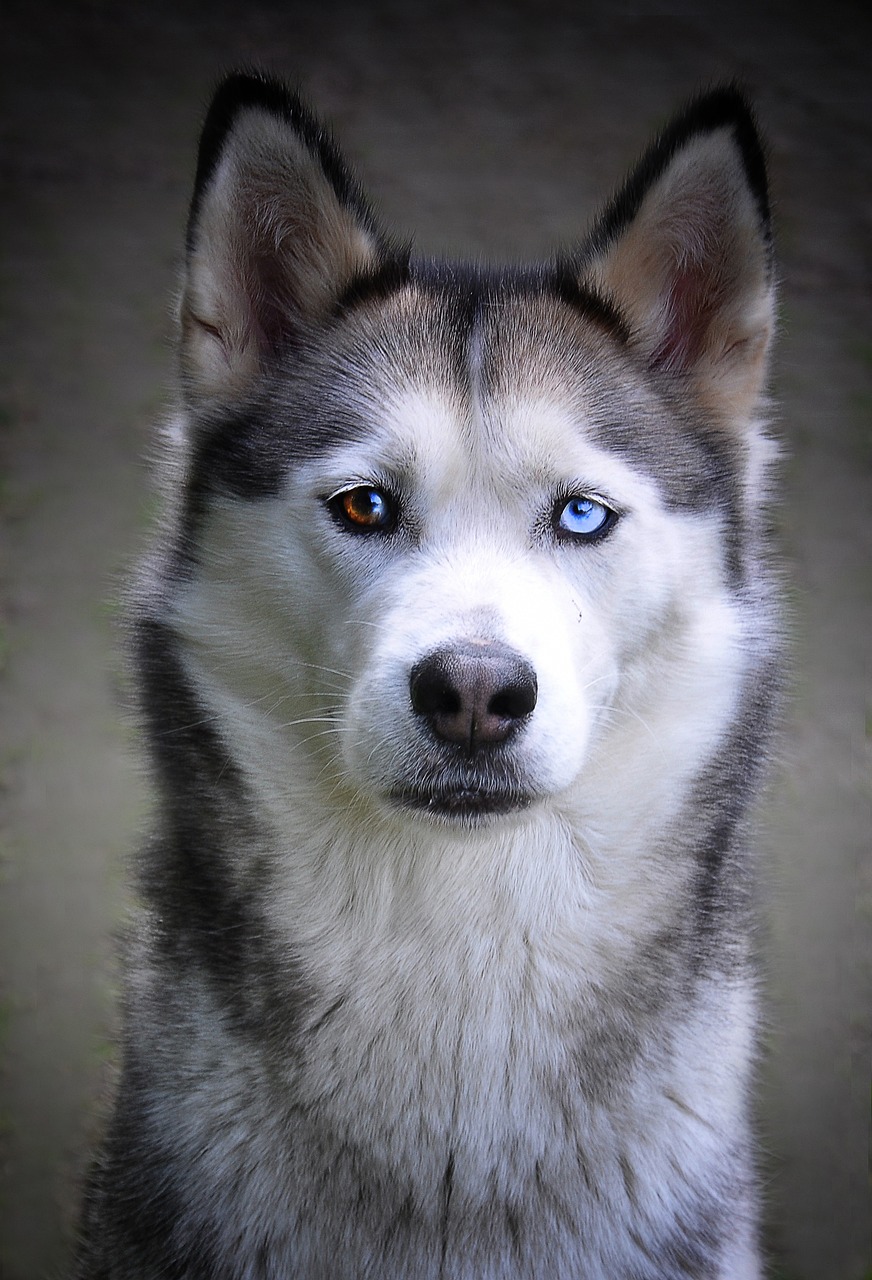 husky-2671006_1280