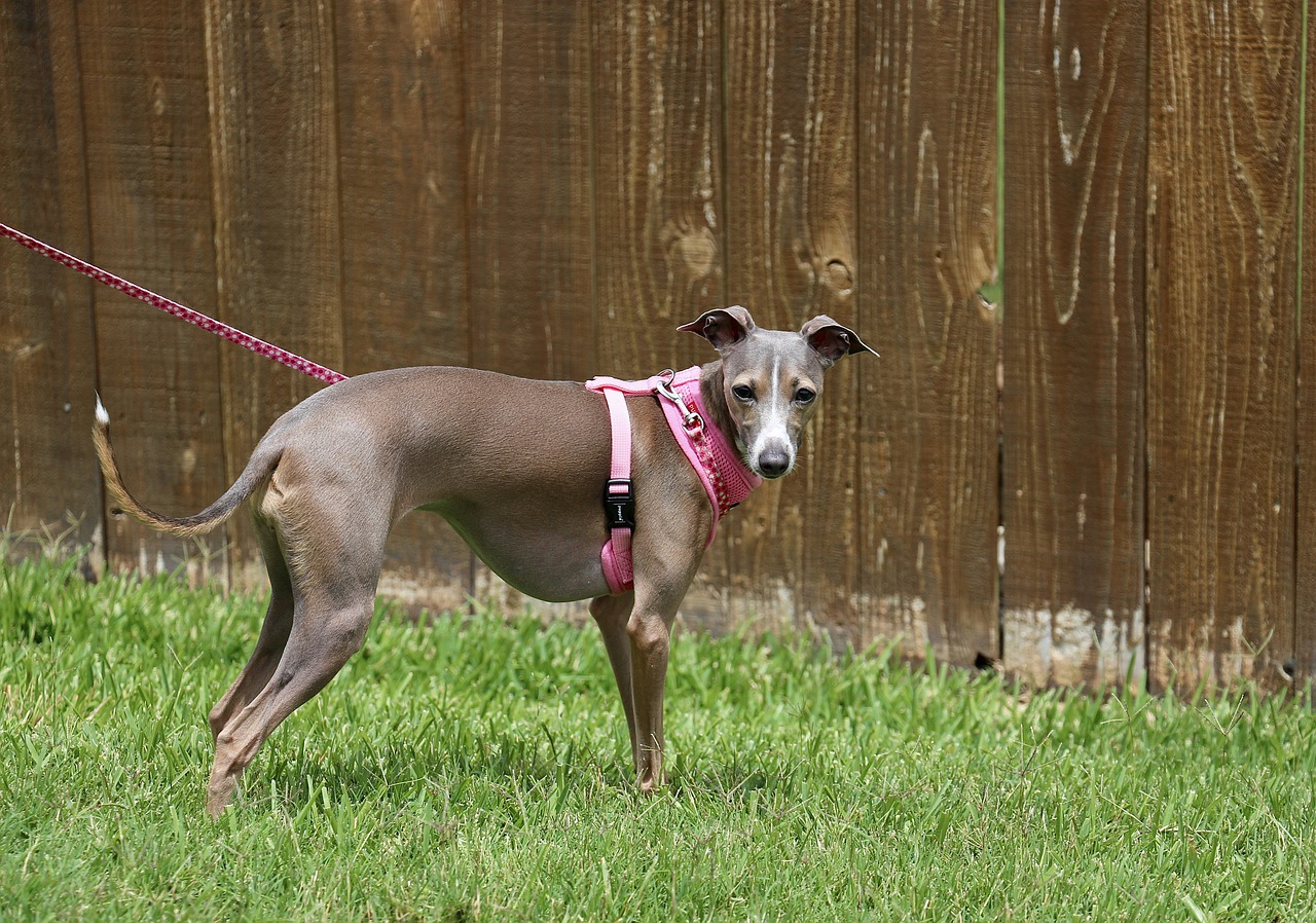 italian-greyhound-8040466_1280