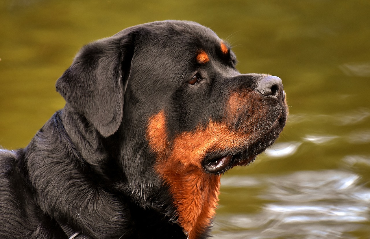 rottweiler-3477556_1280