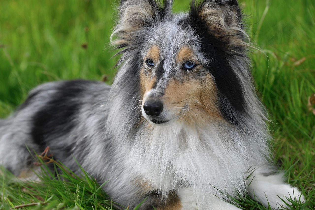 shetland-sheepdog-7974138_1280