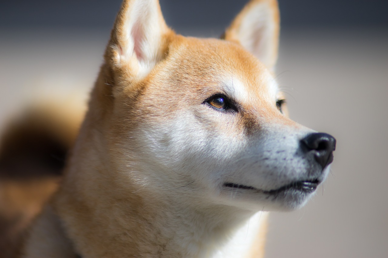 shiba-inu-3087207_1280