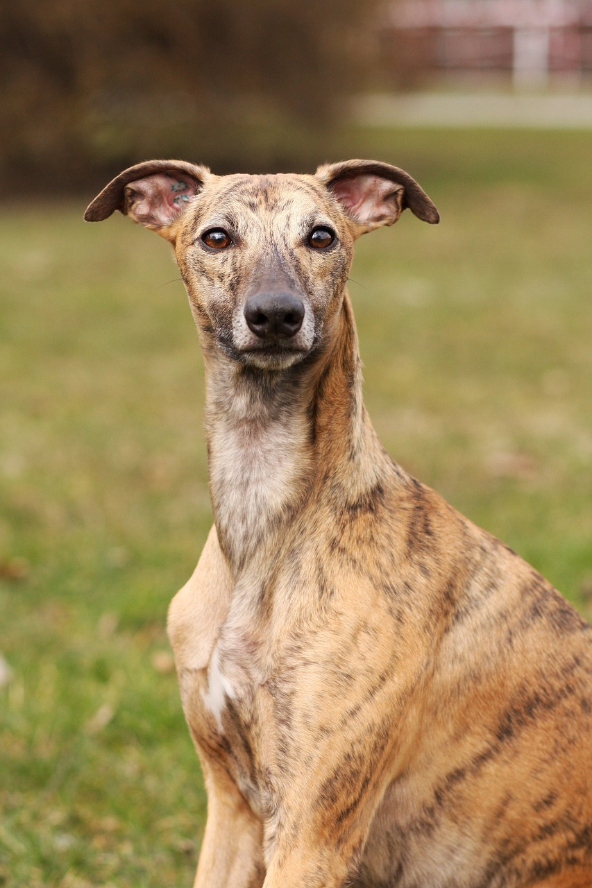 whippet-100331_1280